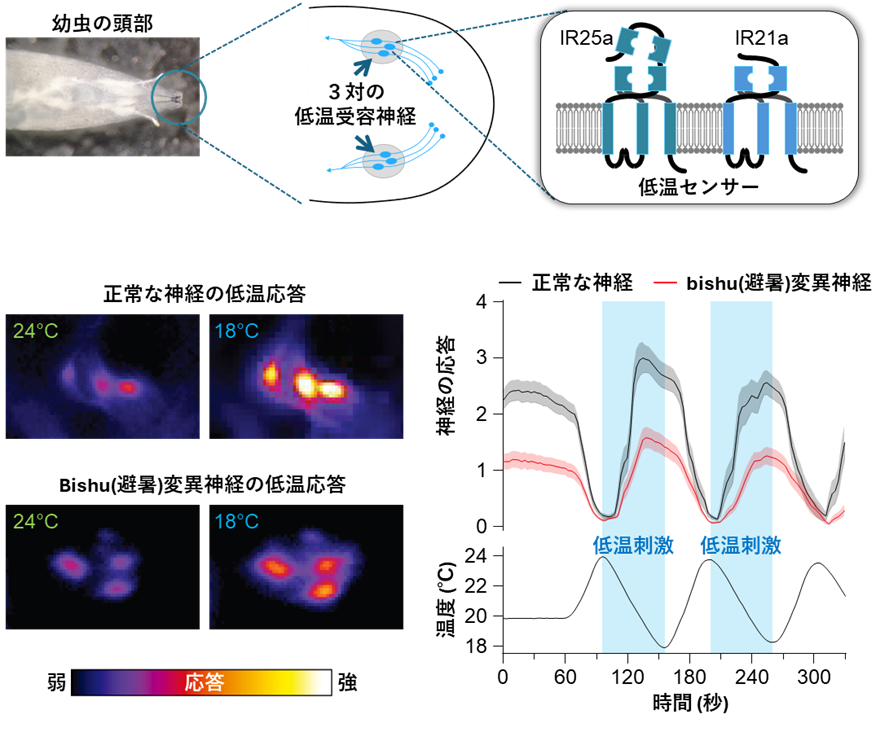 Keep the cool feeling: a lipid enzyme for maintaining cool temperature sensation and avoidance